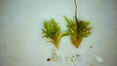 Tortella flavovirens