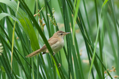 Acrocephalus tangorum