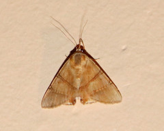 Eulepidotis juncida