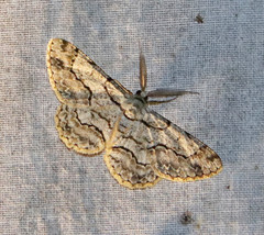 Hymenomima memor