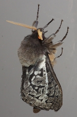 Oxycanus antipoda