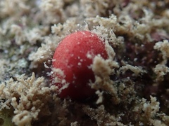 Homotrema rubrum