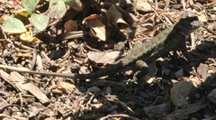 Sceloporus occidentalis