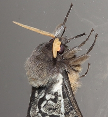 Oxycanus antipoda