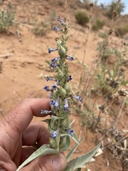 Penstemon angustifolius venosus