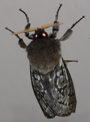 Oxycanus antipoda
