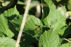 Synanthedon bibionipennis