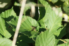 Synanthedon bibionipennis