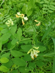 Lathyrus holochlorus