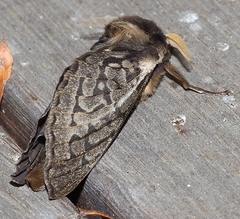 Oxycanus antipoda