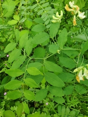 Lathyrus holochlorus