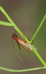 Smodicum cucujiforme