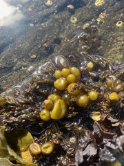Halosaccion glandiforme