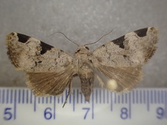 Oglasa