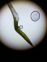 Tortella flavovirens