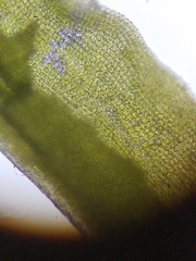 Tortella flavovirens