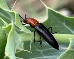 Languria laeta
