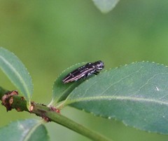 Agrilus obsoletoguttatus