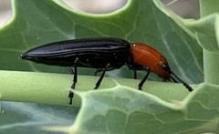 Languria laeta