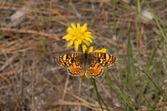 Phyciodes pallida