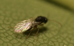 Synergini