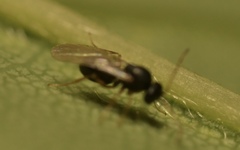 Synergini