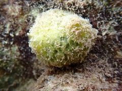 Tethya actinia