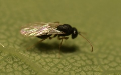Synergini