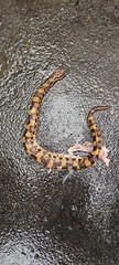 Ovophis monticola