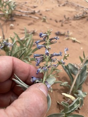 Penstemon angustifolius venosus