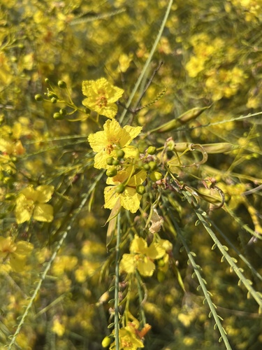 iNaturalist observation photo of Mexican palo verde