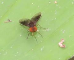 Chrysopilus quadratus