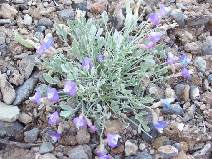 Astragalus calycosus var. calycosus