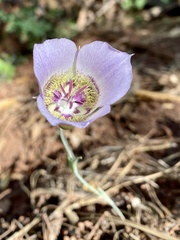 Calochortus ambiguus