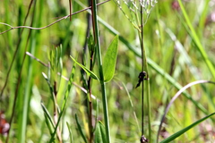 Sabatia macrophylla macrophylla