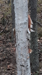 Betula neoalaskana