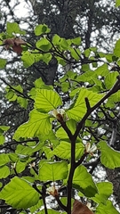 Betula neoalaskana