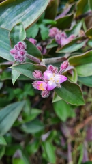 Tradescantia cerinthoides
