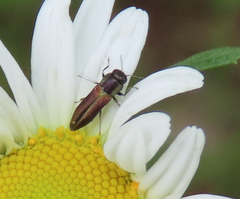 Agrilaxia flavimana