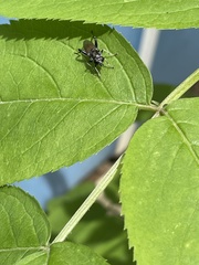 Xylota bicolor