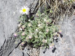 Erigeron pumilus