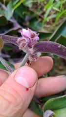 Tradescantia cerinthoides
