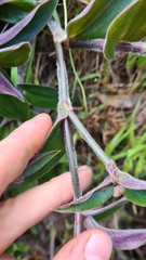 Tradescantia cerinthoides