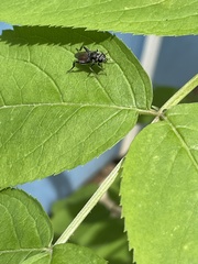 Xylota bicolor