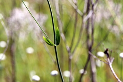 Sabatia macrophylla macrophylla
