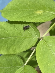 Xylota bicolor