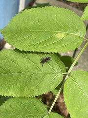 Xylota bicolor