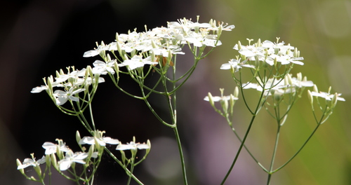 Image of Sabatia macrophylla by (c) Lauren McLaurin, some rights reserved (CC BY)