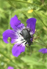 Brachyta interrogationis