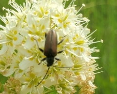 Rhagiini